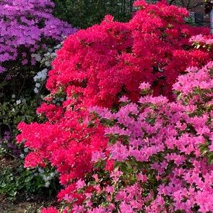 Meet your Posher, Suzy